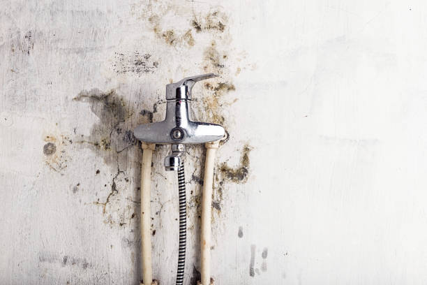 Professional Mold Removal in Danville, PA
