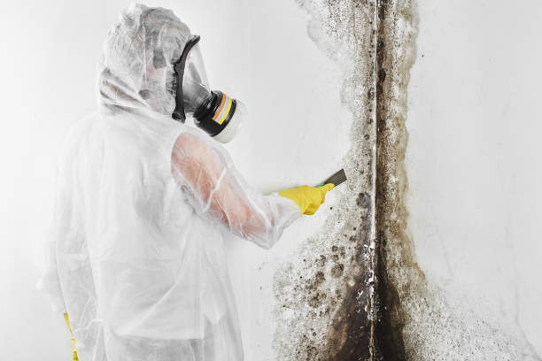Best Attic Mold Removal  in Danville, PA