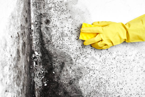 Best Commercial Mold Removal  in Danville, PA