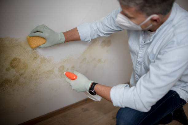 Mold Removal and Inspection in Danville, PA