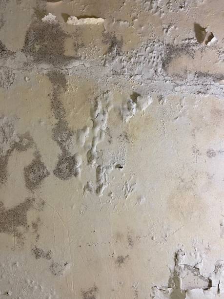 Best Best Mold Removal Companies  in Danville, PA