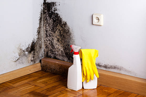 Best Mold Damage Repair  in Danville, PA